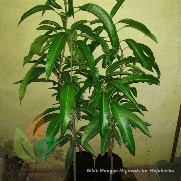 jual bibit mangga miyazaki di Mojokerto