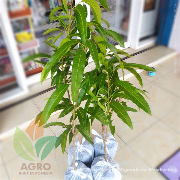 harga bibit mangga miyazaki di Mojokerto