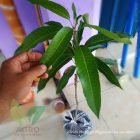 Bibit Mangga Miyazaki Asli Sobat Agro di Jember