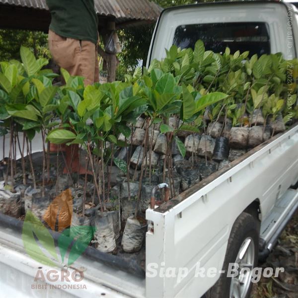 Ribuan Bibit Nangka Sayur Siap Tanam di Bogor Harga Murah