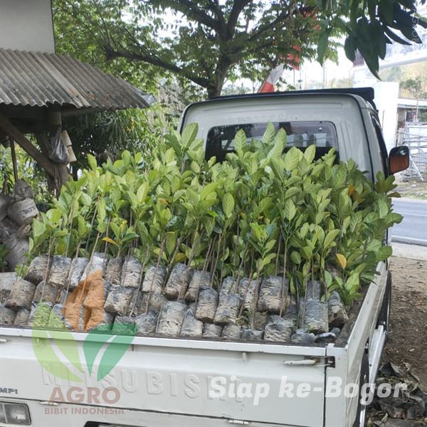 Ribuan Bibit Nangka Sayur Siap Tanam di Bogor