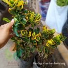 Kirim 2 Bibit Puring Hias Jenis Jengkol di Bandung
