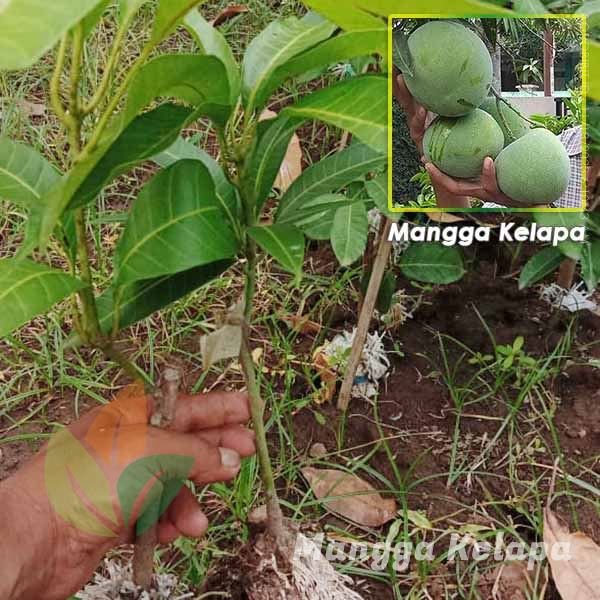 Mangga Kelapa asal Okulasi