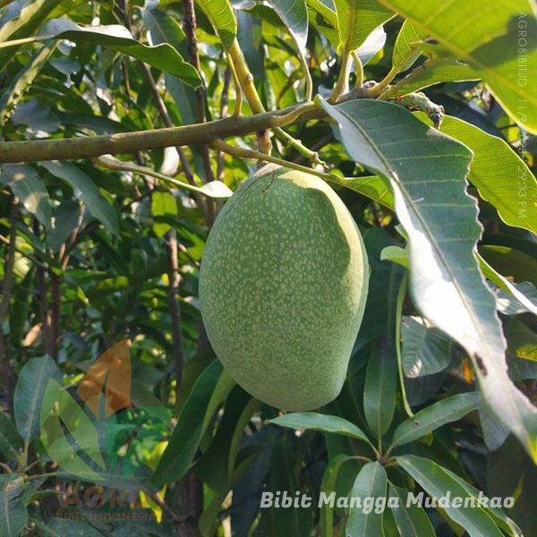 Mangga Mudenkao Super Genjah