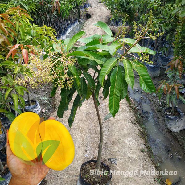 Mangga Mudenkao Super Genjah