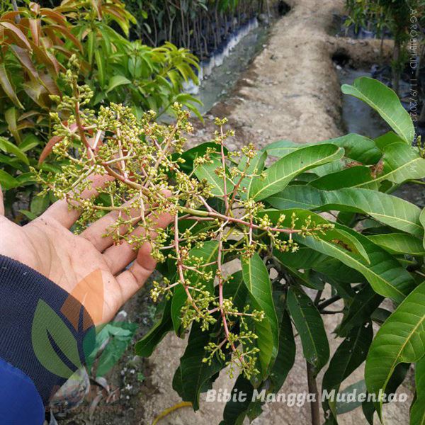 Mangga Mudenkao Super Genjah