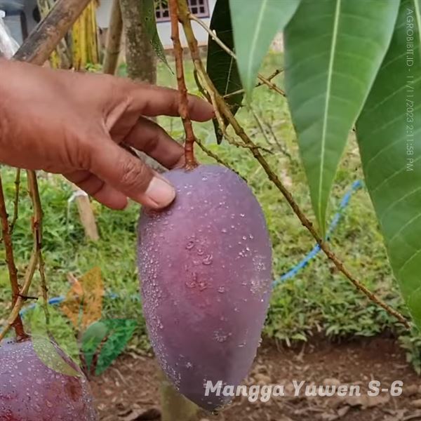 Daftar Jenis Mangga Berbuah Besar dan Rasa Manis