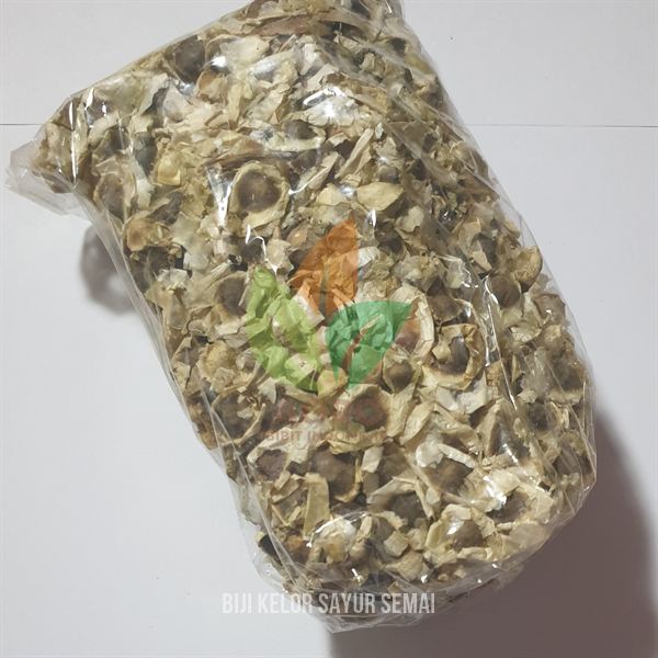 Biji Kelor Sayur Siap Semai