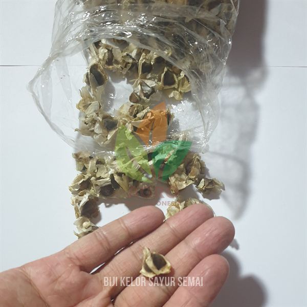 Biji Kelor Sayur Siap Semai