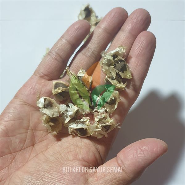 Biji Kelor Sayur Siap Semai