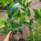 Dapatkan Bibit Jambu Air Manis di Cakung Jakarta Timur