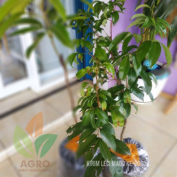 Sobat Agro Tanam Leci Kom Hijau Madu di Bogor