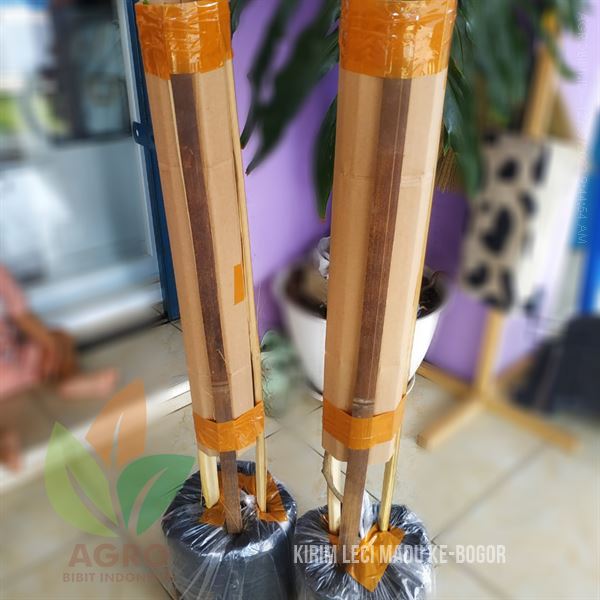 Sobat Agro Tanam Leci Kom Hijau Madu di Bogor
