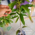 Mangga Miyazaki ASLI Sudah Mulai Tanam di Banjarmasin
