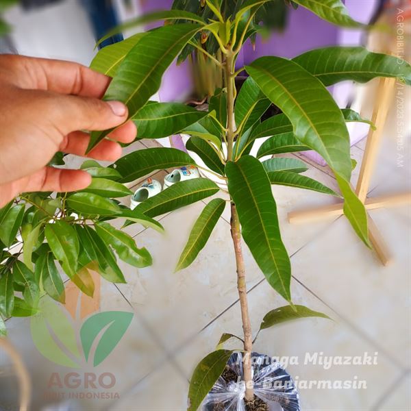 Mangga Miyazaki ASLI Sudah Mulai Tanam di Banjarmasin