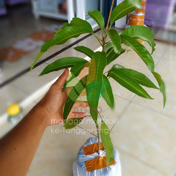 Bibit Mangga Miyazaki Terdekat di Tangerang