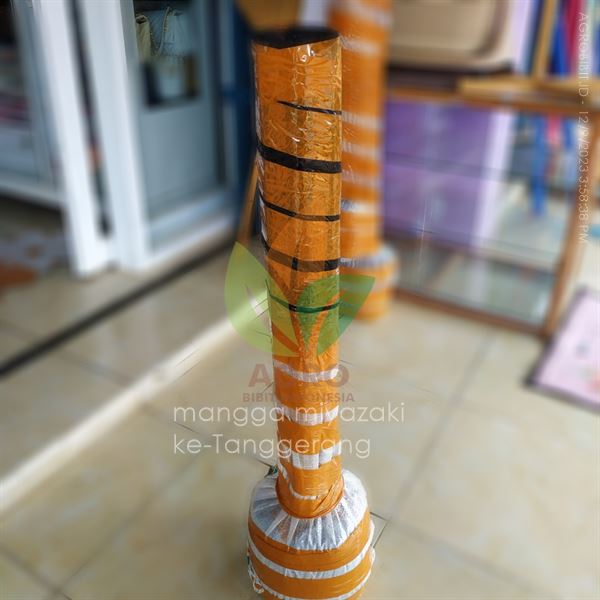 Bibit Mangga Miyazaki Terdekat di Tangerang