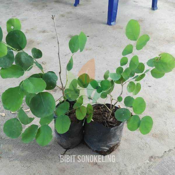 Sonokeling Siap Tanam