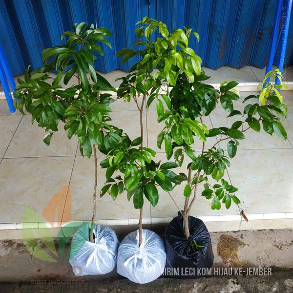 Bibit Leci Kom Hijau Madu ke-Jember Full Media