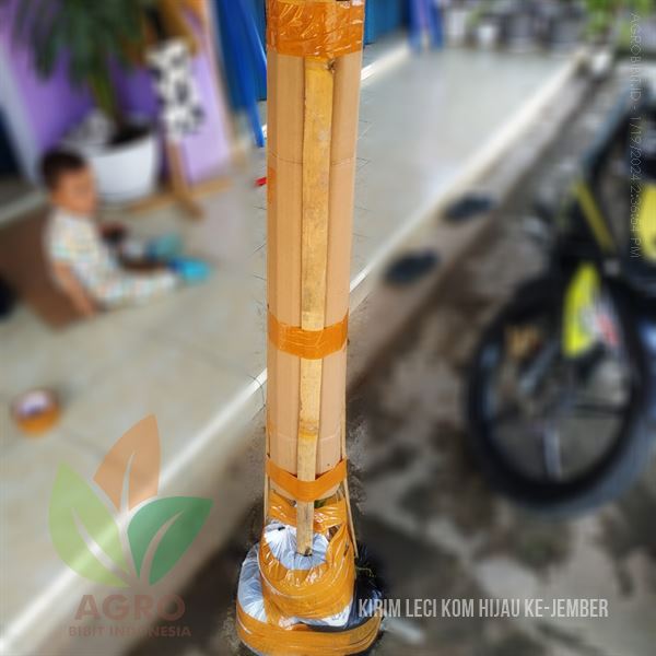 Bibit Leci Kom Hijau Madu ke-Jember Full Media