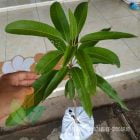 Mangga Miyazaki ASLI Full Media di Sidoarjo