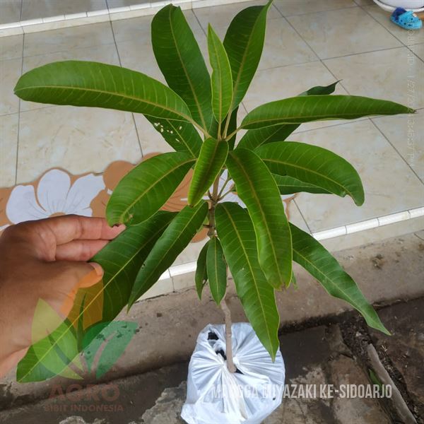 Mangga Miyazaki ASLI Full Media di Sidoarjo