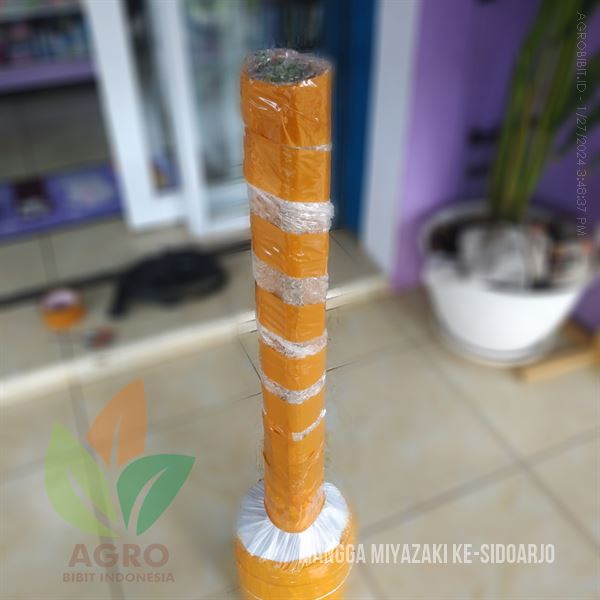 Kirim Mangga Miyazaki ASLI Full Media di Sidoarjo