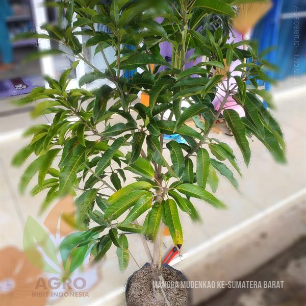 Bibit Tanaman Mangga Mudenkao di Padang Sumatera Utara