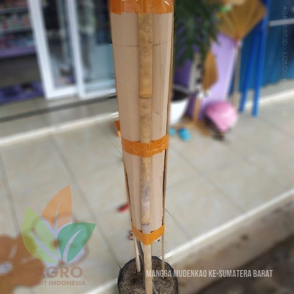 Bibit Tanaman Mangga Mudenkao di Padang Sumatera Utara