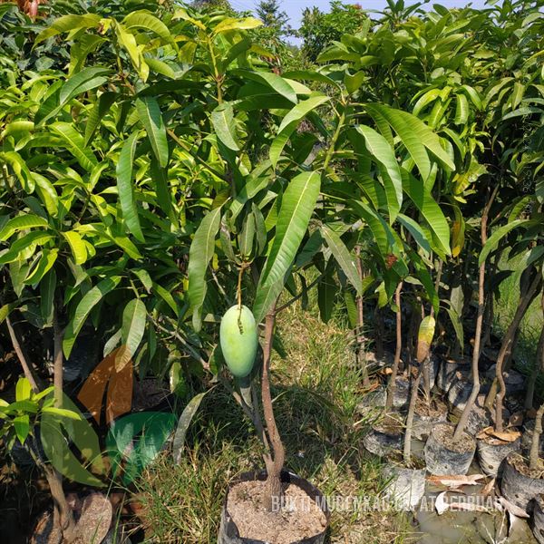 Bukti Mangga Mudenkao Bisa Berbuah di Tabulampot