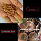 Perbedaan Biji Sonokeling vs Benih Sonokembang