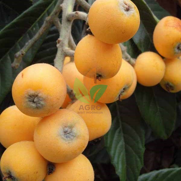 Leci Kuning atau Biwa Jawa