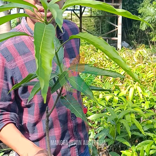 Mangga Irwin Ungu asal Okulasi