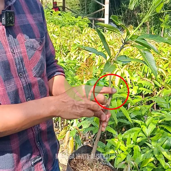 Mangga Irwin Ungu asal Okulasi