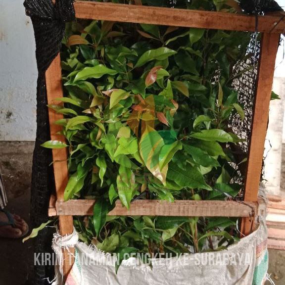 Bibit Cengkeh Zanzibar di Surabaya