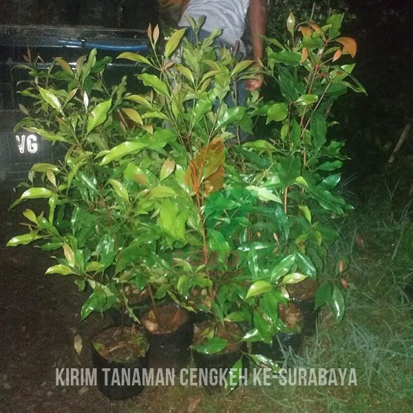 Bibit Tanaman Cengkeh Zanzibar 1 Meter di Surabaya