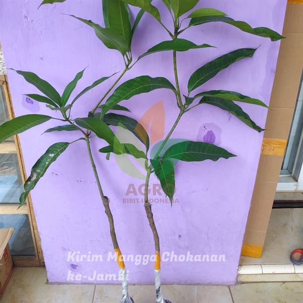 Bibit Mangga Chokanan di Kota Baru Jambi Kota