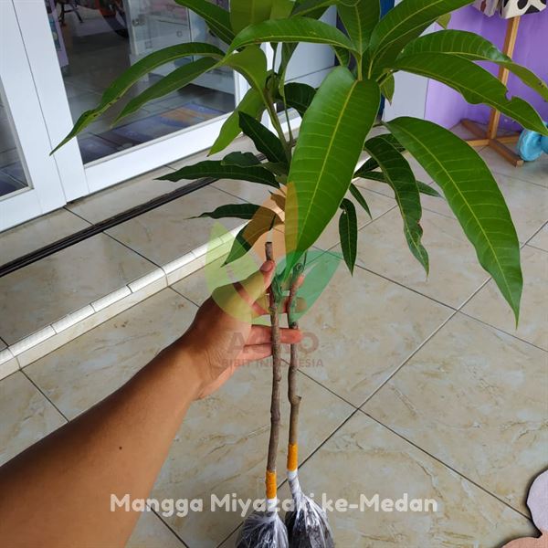 Cari Bibit Mangga Miyazaki ASLI di Medan? 