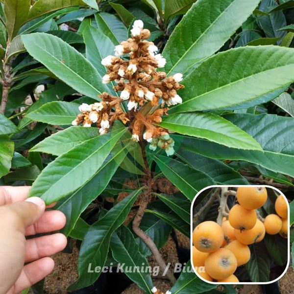 Leci Kuning atau Biwa Jawa