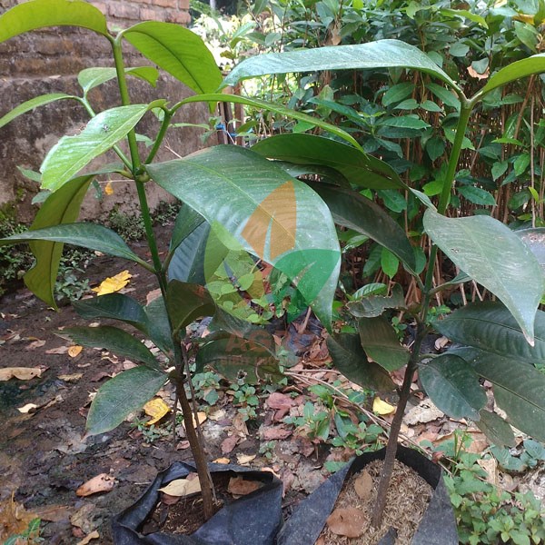 Manggis asal Biji
