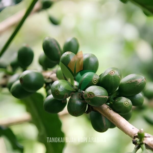 Kopi Arabika asal Biji