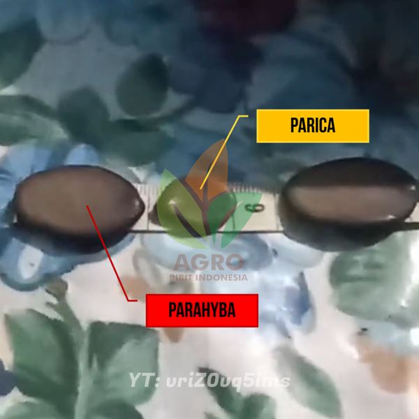 Perbedaan Biji Solobium Parahyba dan Parica