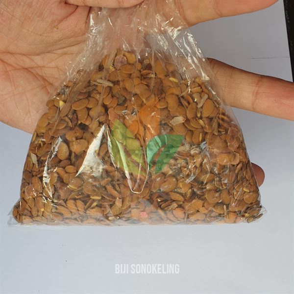 Biji Sonokeling Siap Semai