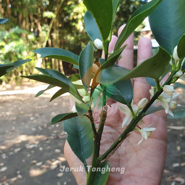 Jeruk Tongheng Rajin Berbuah