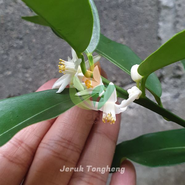 Jeruk Tongheng Rajin Berbuah