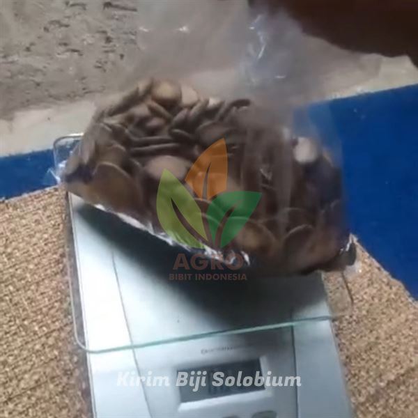 Solobium Parahyba Disemai di Samarinda, Kalimantan Timur