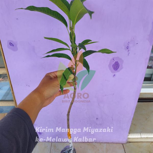Sobat Agro Tanam Mangga Miyazaki di Kalimantan Barat