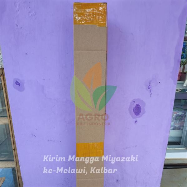 Sobat Agro Tanam Mangga Miyazaki di Kalimantan Barat