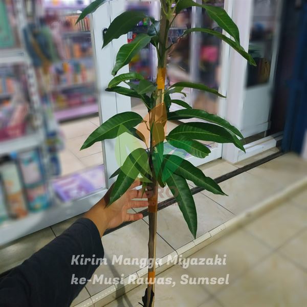 Bibit Mangga Miyazaki Terdekat di Musi Rawas Sumatera Selatan