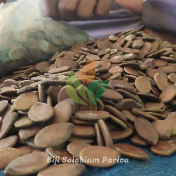 Biji Solobium Parica